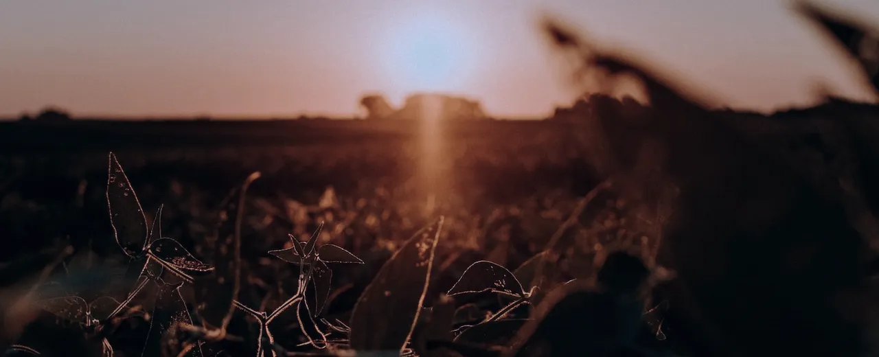 Plantação de soja crescendo com sol nascendo ao horizonte, preparando-se para uma colheita futura, em representação ao mercado futuro.